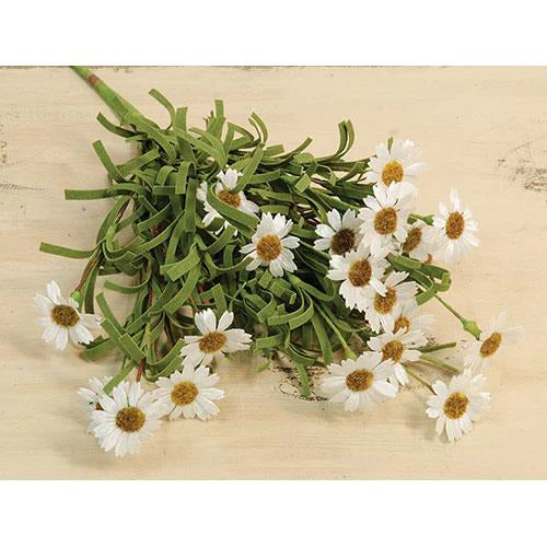 Mini Mountain Daisy Bush White 18" BUNDLE